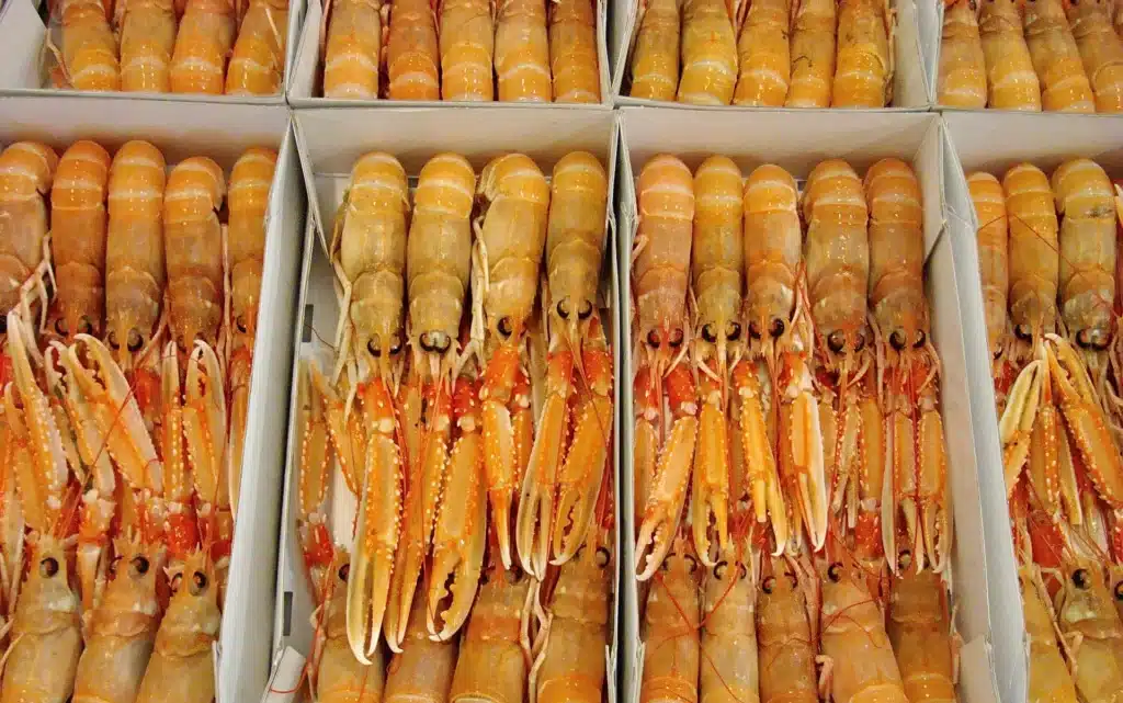 frosne og ferske jomfruhummere. Norway lobster, langoustine in cardboard box. Jomfruhummere i papæsker