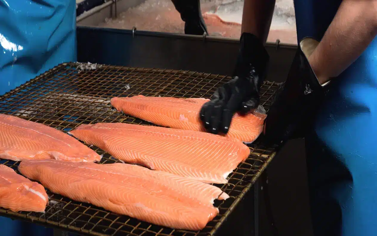 Hand salting of salmon, production of smoked salmon at Nopalax, Hundested, Denmark