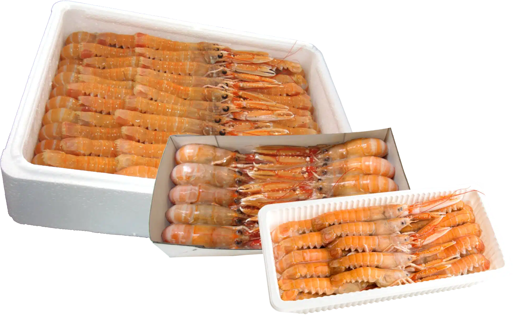 Jomfruhummer - fersk og frossen jomfruhummer i polykasse, papæske og plastbakke. Norway lobster, langoustine, scampi in poly box, cardboard box and plastic tray