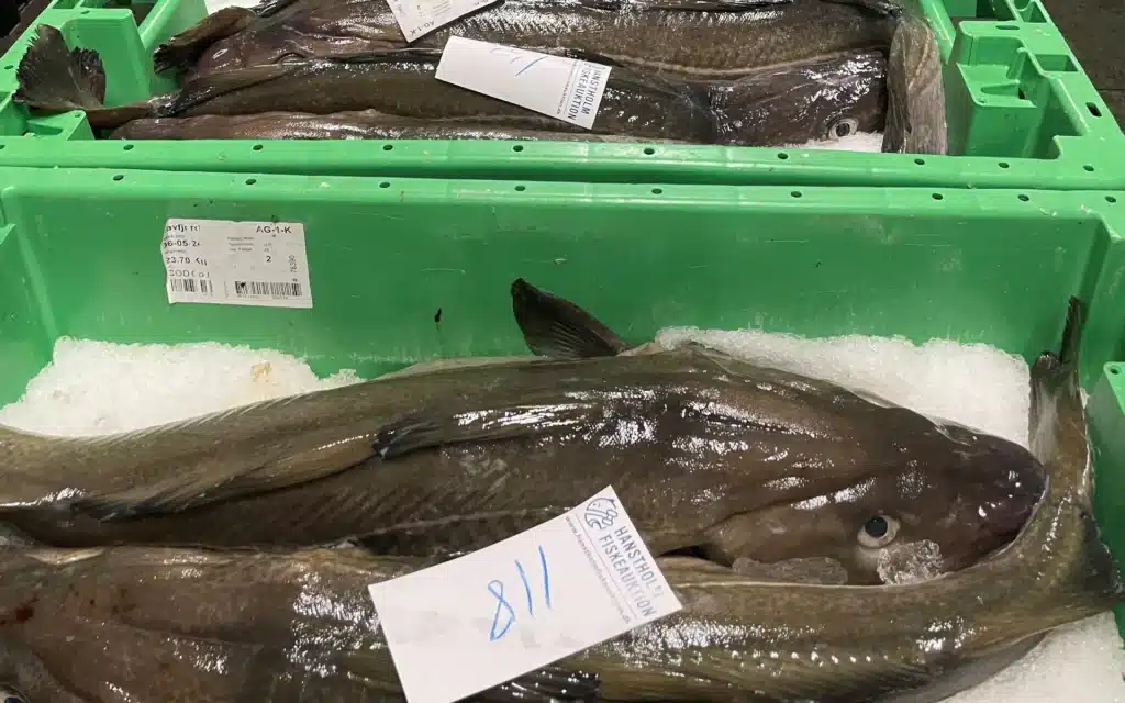 Hvidfisk fra Skagerrak og Nordsøen, torsk i fiskekasser, fiskeauktion Hanstholm