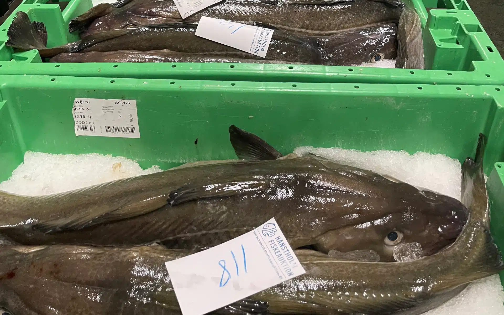 Hvidfisk fra Skagerrak og Nordsøen, torsk i fiskekasser, fiskeauktion Hanstholm