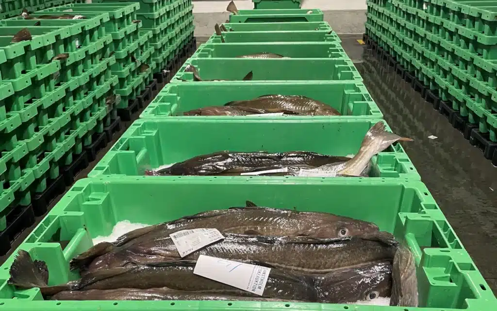 Cods in green fish boxes, fish auction, nordic fish species