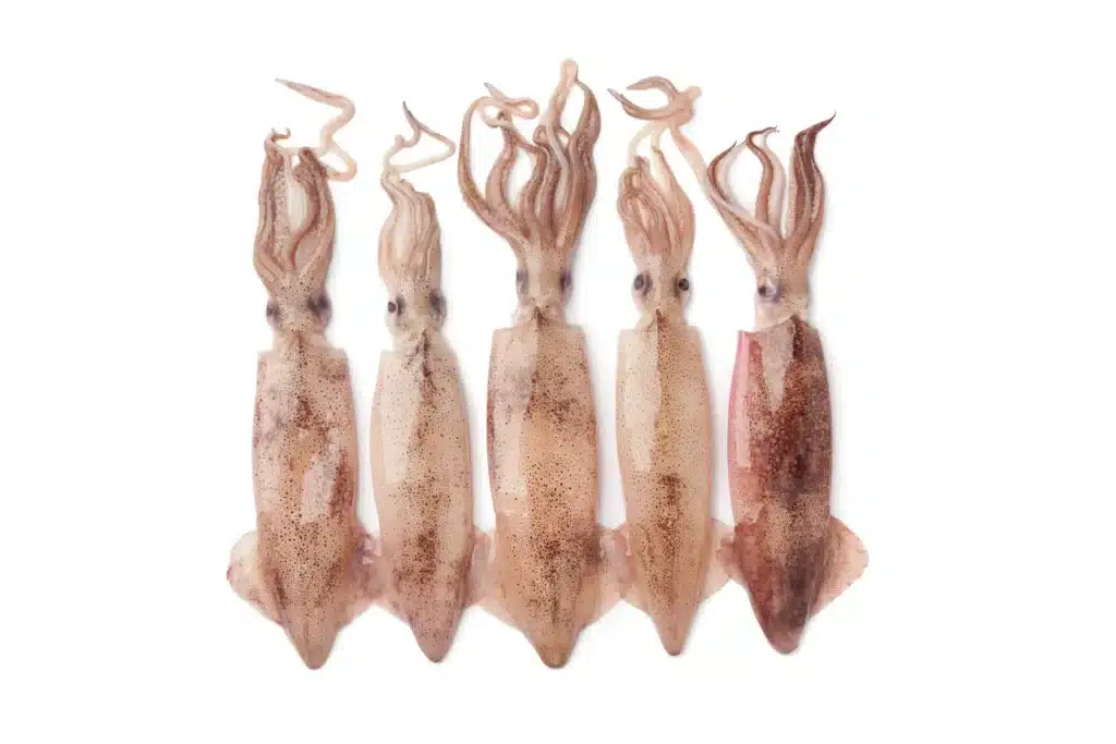 Squid - caught in Scandinavia, Seawell A/S