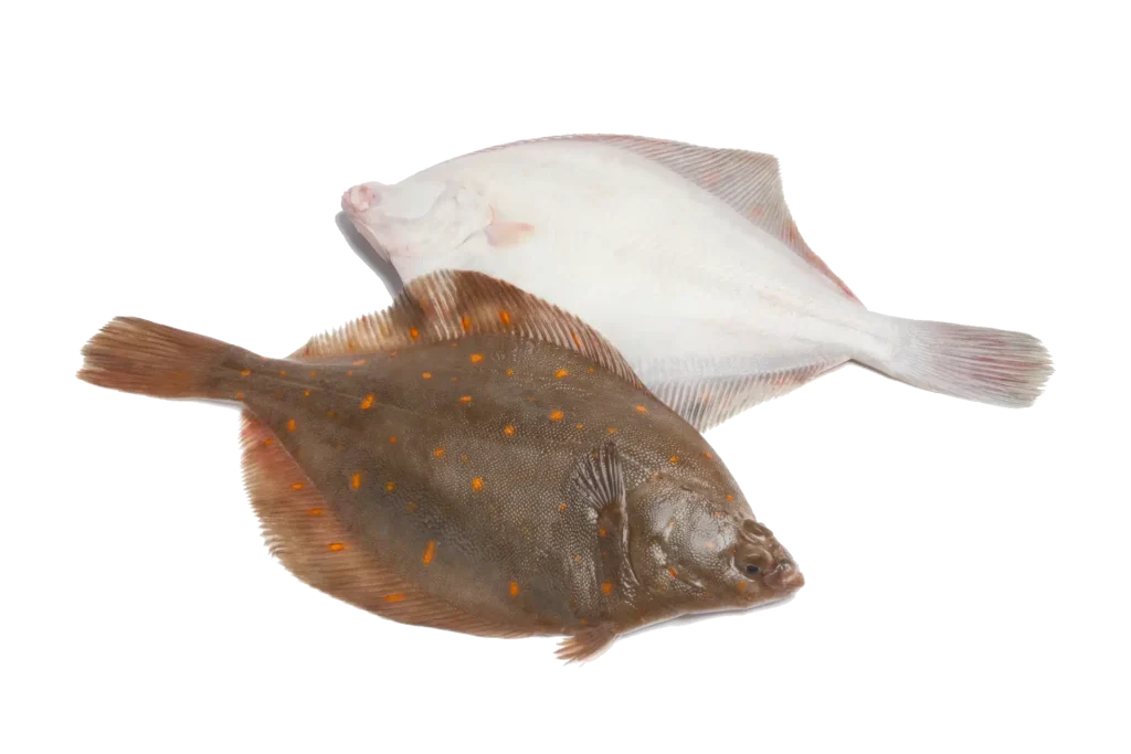 Plaice - caught in Scandinavia, Filetfabrikken Hanstholm