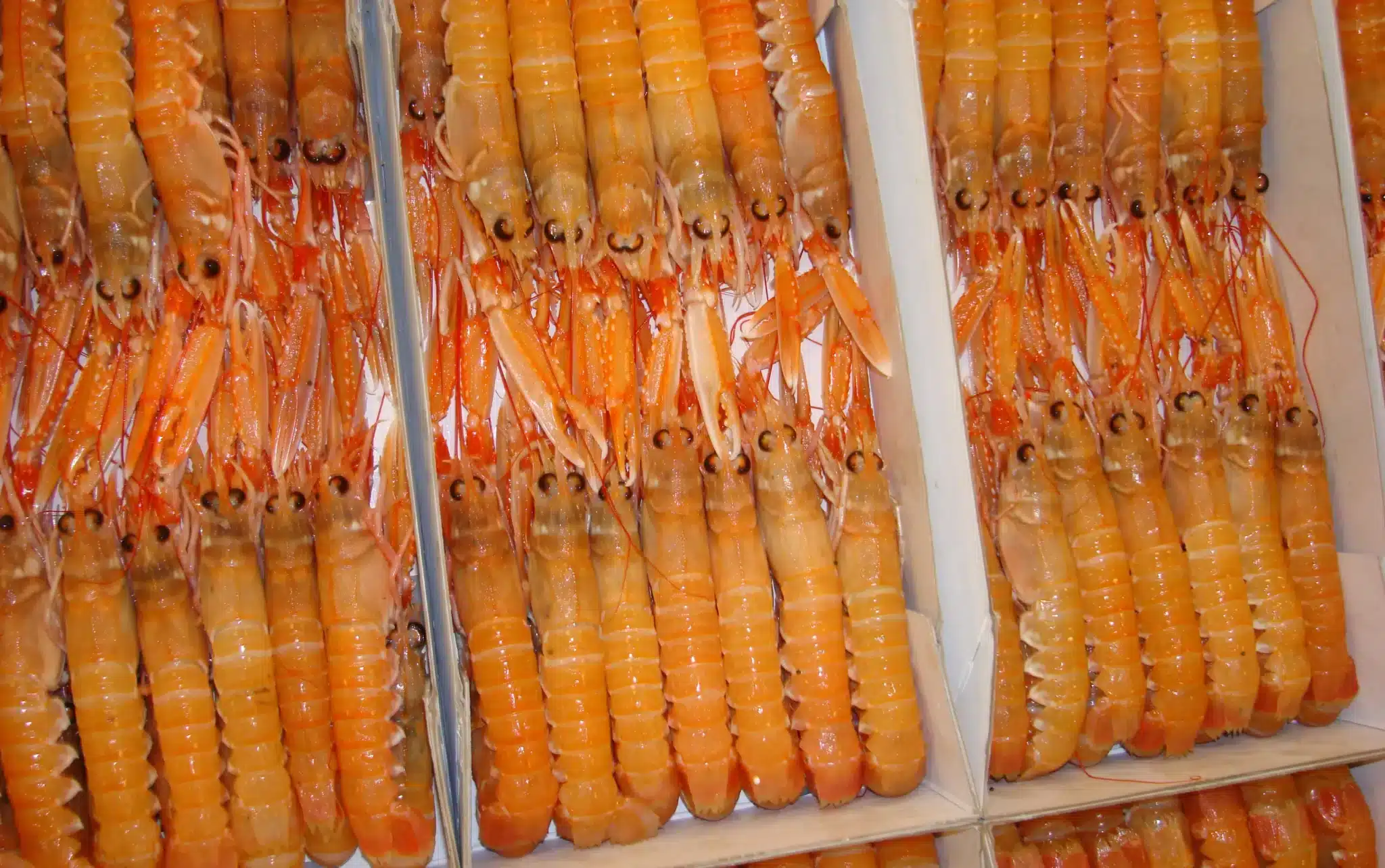 Production of Norway lobster, langoustine from Scandinavia