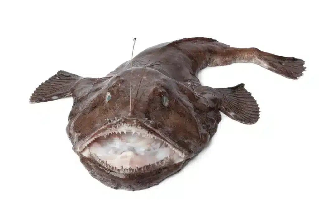 Monkfish - caught in Scandinavia